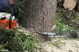 How Our Tree Care Process Works  in  Gainesville, FL