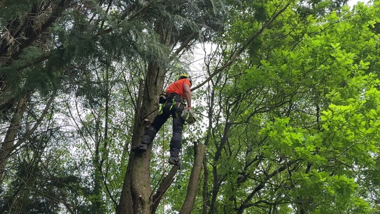 Best Tree Cabling and Bracing  in Gainesville, FL