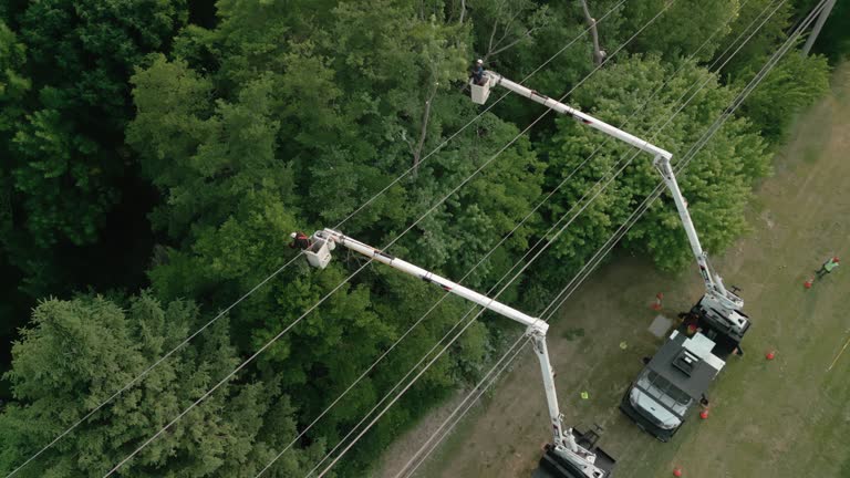 Best Tree Risk Assessment  in Gainesville, FL
