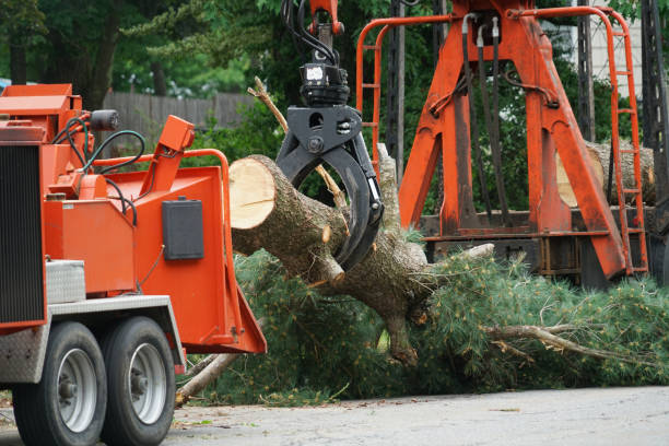 Best Utility Line Clearance  in Gainesville, FL