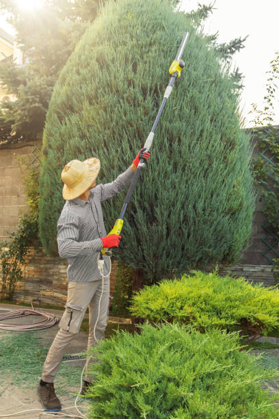 Best Organic Lawn Care Solutions  in Gainesville, FL