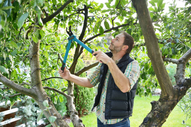 Tree and Shrub Care in Gainesville, FL